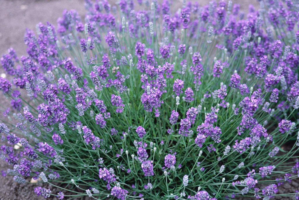 Choosing Plants for Your Lancashire Garden
