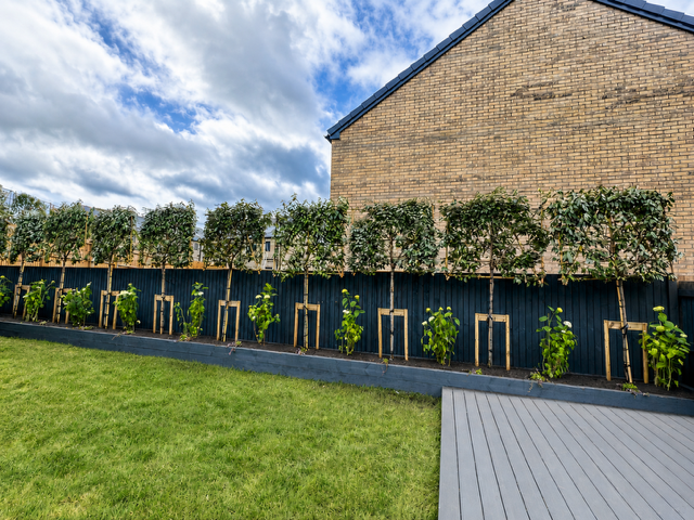 Pleached Trees – Elegant Screening with Year-Round Structure