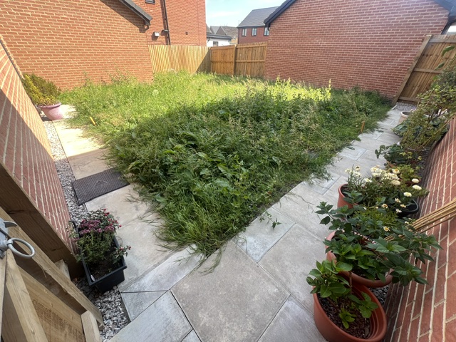 Overgrown new build garden Overgrown new build garden