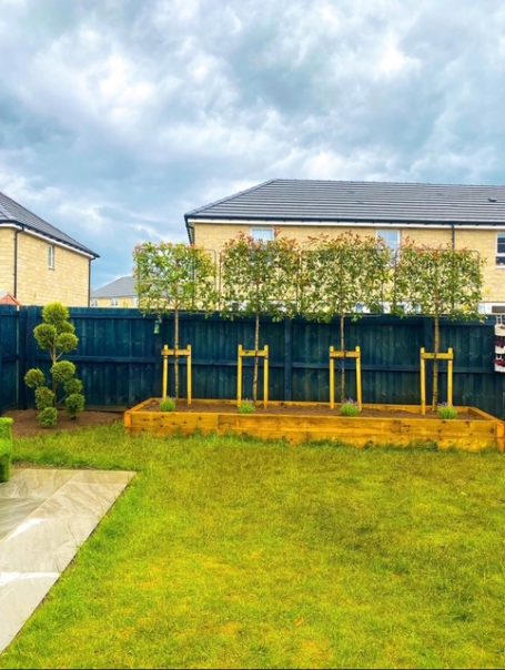 Pleached Photinia